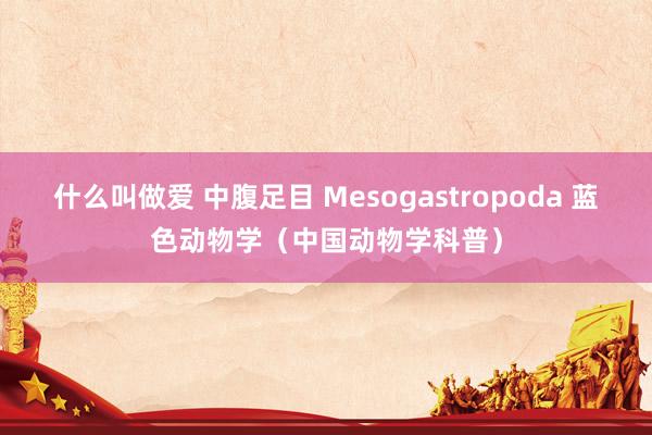 什么叫做爱 中腹足目 Mesogastropoda 蓝色动物学（中国动物学科普）