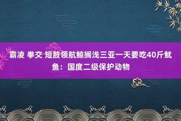 霸凌 拳交 短肢领航鲸搁浅三亚一天要吃40斤鱿鱼：国度二级保护动物